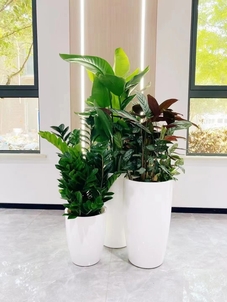 北仑绿化修剪设计，为城市披上精致绿色外衣